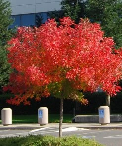Brighter Blooms Shade Trees Chinese Pistache Tree 7 Brighter Blooms Shade Trees Chinese Pistache Tree