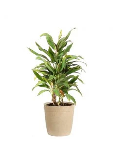 Brighter Blooms Hawaiian Ti Plant 'Rising Sun'