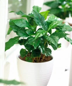 Brighter Blooms Arabica Coffee Plant Fruit Trees