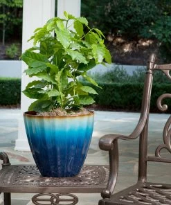 Brighter Blooms Arabica Coffee Plant Fruit Trees