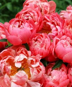 Brighter Blooms Perennials Coral Charm Peony 8 Brighter Blooms Perennials Coral Charm Peony