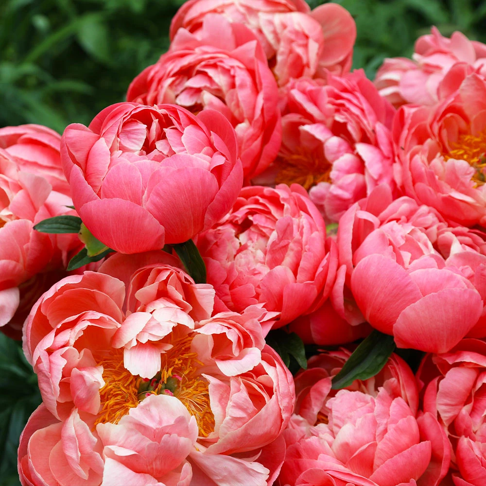 Brighter Blooms Perennials Coral Charm Peony 4 Brighter Blooms Perennials Coral Charm Peony