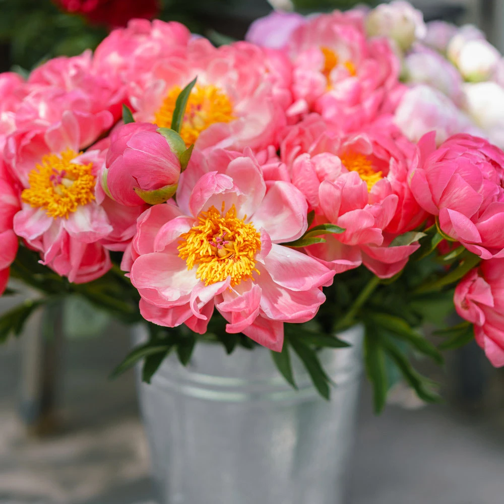 Brighter Blooms Perennials Coral Charm Peony 2 Brighter Blooms Perennials Coral Charm Peony