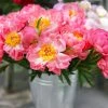 Brighter Blooms Perennials Coral Charm Peony