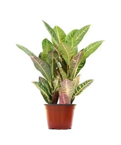 Brighter Blooms Croton Plant 19 Brighter Blooms Croton Plant