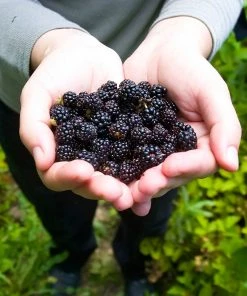Brighter Blooms Black Raspberry Bush