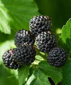 Brighter Blooms Black Raspberry Bush