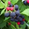Brighter Blooms Black Raspberry Bush