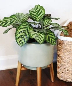 Brighter Blooms Calathea Makoyana House & Patio