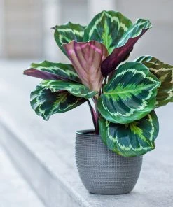 Brighter Blooms House & Patio Calathea Medallion