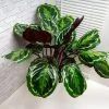 Brighter Blooms House & Patio Calathea Medallion