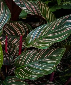 Brighter Blooms Calathea Ornata