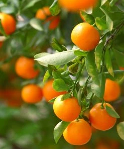 Brighter Blooms California Honey Mandarin Tree