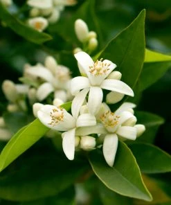 Brighter Blooms California Honey Mandarin Tree