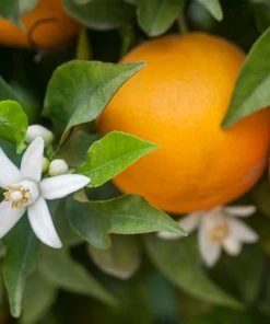 Brighter Blooms Calamondin Orange Tree 10 Brighter Blooms Calamondin Orange Tree