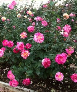 Brighter Blooms Camille Pissarro™ Rose