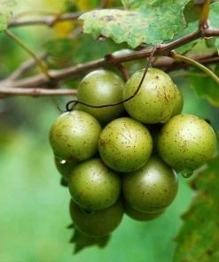 Brighter Blooms Carlos Scuppernong Grape Vine Grape Vines
