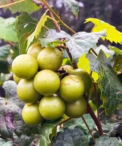 Brighter Blooms Carlos Scuppernong Grape Vine Grape Vines