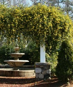Brighter Blooms Yellow Jasmine Vine
