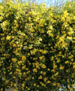 Brighter Blooms Yellow Jasmine Vine