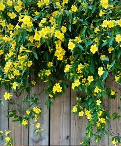Brighter Blooms Carolina Jasmine New Perennials