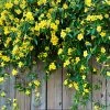Brighter Blooms Yellow Jasmine Vine