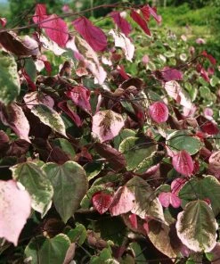 Brighter Blooms Carolina Sweetheart® Redbud Tree