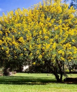 Brighter Blooms Flowering Trees Cassia Tree