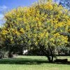Brighter Blooms Flowering Trees Cassia Tree