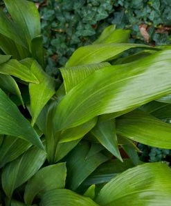 Brighter Blooms Cast Iron Plant 16 Brighter Blooms Cast Iron Plant