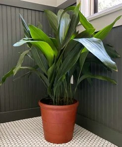 Brighter Blooms Cast Iron Plant