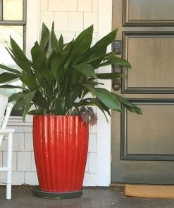 Brighter Blooms Cast Iron Plant 14 Brighter Blooms Cast Iron Plant