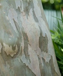 Brighter Blooms Catawba Crape Myrtle Tree Flowering Trees