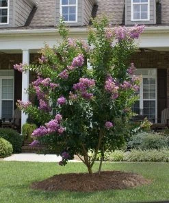 Brighter Blooms Catawba Crape Myrtle Tree Flowering Trees