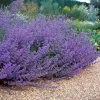 Brighter Blooms Perennials Walker's Low Nepeta (Catmint) Shrub