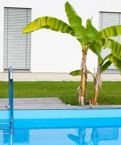 Brighter Blooms Dwarf Cavendish Banana Tree SHOP ALL