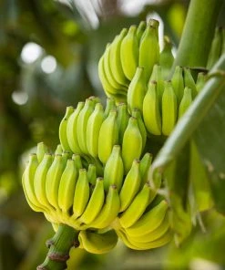 Brighter Blooms Dwarf Cavendish Banana Tree SHOP ALL