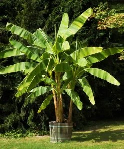Brighter Blooms Dwarf Cavendish Banana Tree SHOP ALL