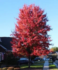 Brighter Blooms Celebration Maple Tree