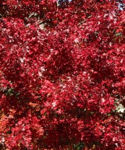 Brighter Blooms Celebration Maple Tree 8 Brighter Blooms Celebration Maple Tree