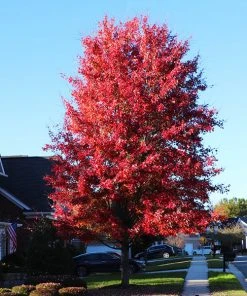 Brighter Blooms Celebration Maple Tree