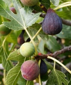 Brighter Blooms Fruit Trees Celeste Fig Tree 5 Brighter Blooms Fruit Trees Celeste Fig Tree