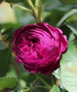 Brighter Blooms Roses Celestial Night™ Rose Tree