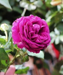 Brighter Blooms Roses Celestial Night™ Rose Tree