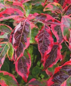Brighter Blooms Celestial Shadow Dogwood Tree Flowering Trees
