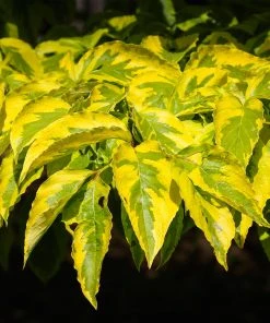 Brighter Blooms Celestial Shadow Dogwood Tree Flowering Trees