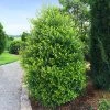 Brighter Blooms Centre Court™ Cherry Laurel Evergreen & Privacy
