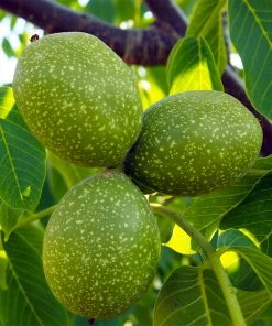 Brighter Blooms Chandler Walnut Tree Fruit Trees