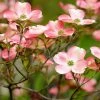 Brighter Blooms Flowering Trees Cherokee Brave Dogwood Tree