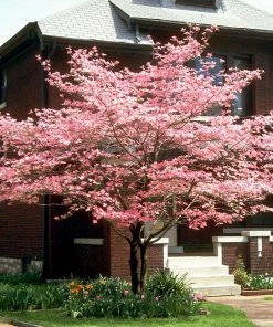 Brighter Blooms Cherokee Chief Dogwood Tree Dogwood Trees